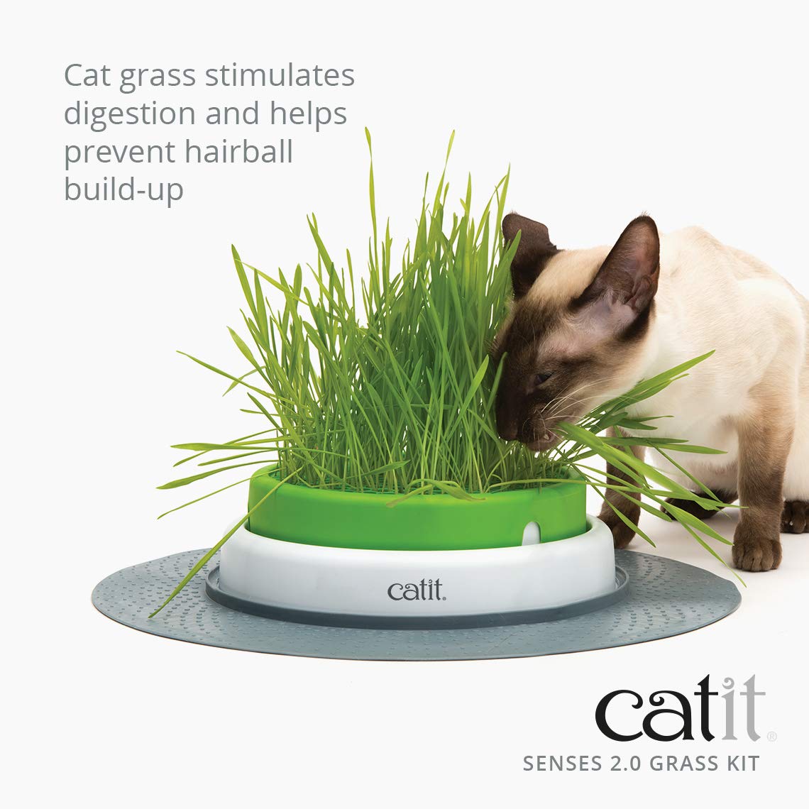 Cat Grass Seeds Set of 3 P2297