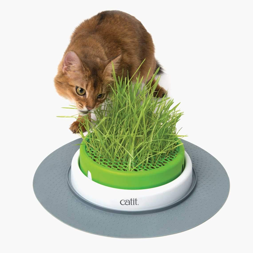 Cat Grass Seeds Set of 3 P2297
