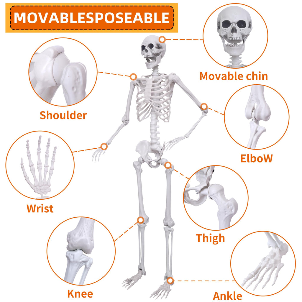 5.4ft Posable Full Body Skeleton B1782